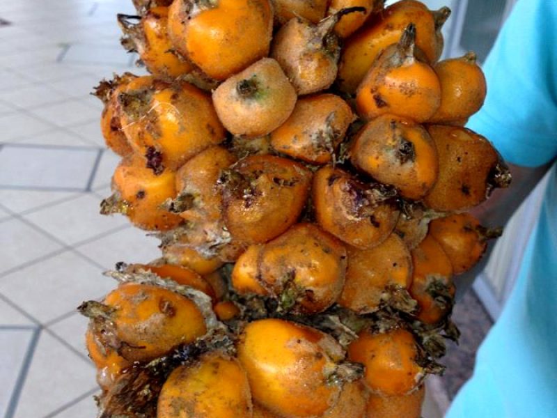 Banana do Mato ou Caraguatá