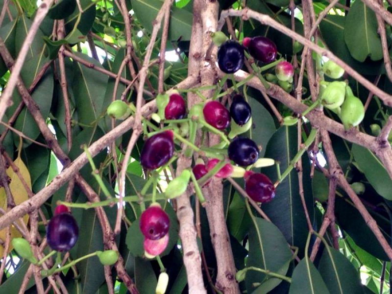 Jambolão