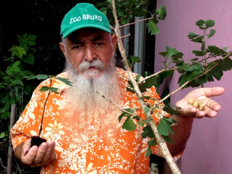 Gingko Biloba