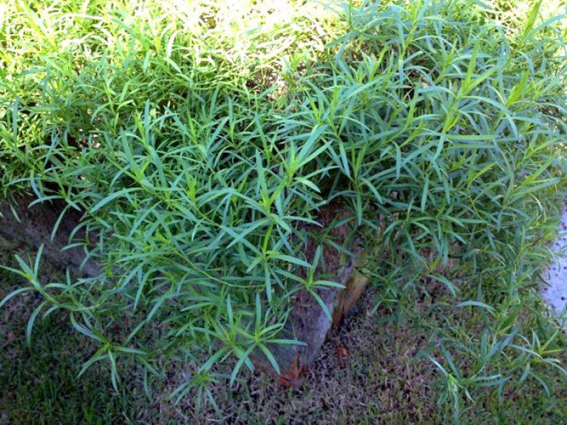 Estragão Russo ou Erva do Dragão