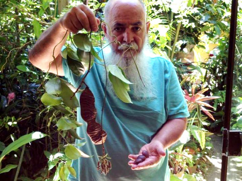 Coronha, Olho-de-boi ou Pó-de-mico