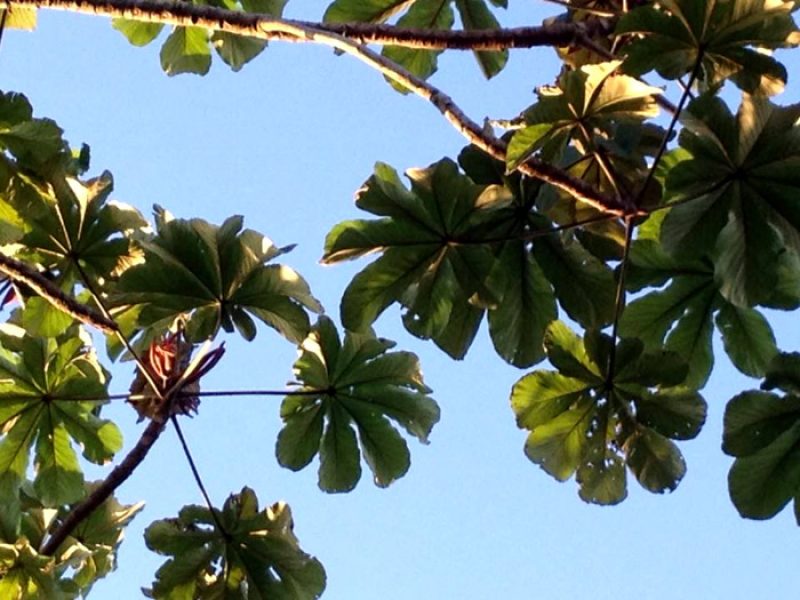 Embaúba, Umbaúba ou Árvore do Bicho Preguiça