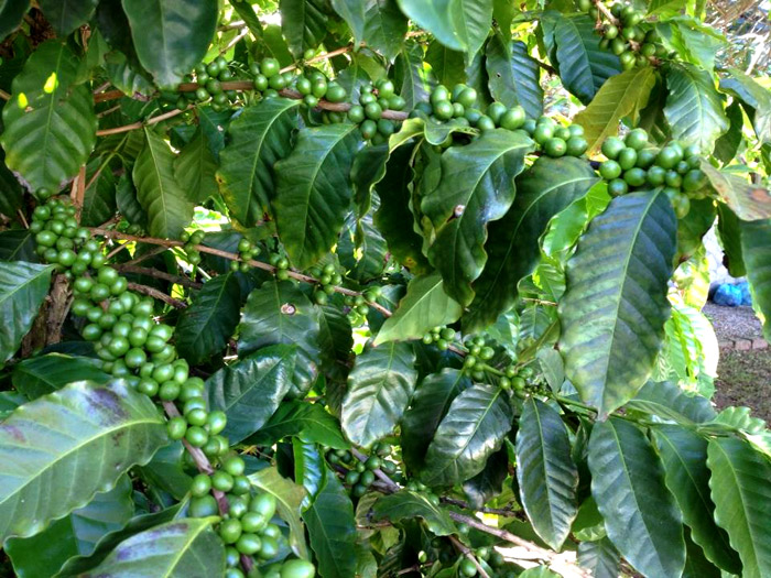 Você está visualizando atualmente Café