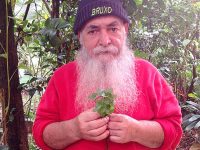 Menta Levante ou Alevante