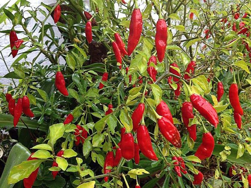 Pimenta Caiena