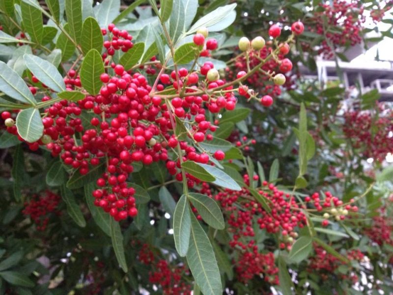Aroeira, Pimenta Rosa ou Fruto do Sabiá