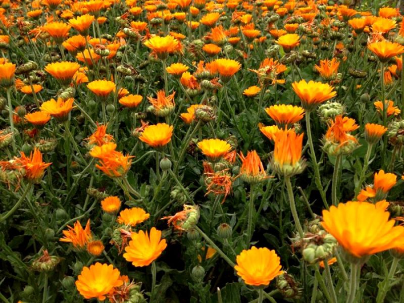 Calêndula ou Maravilha