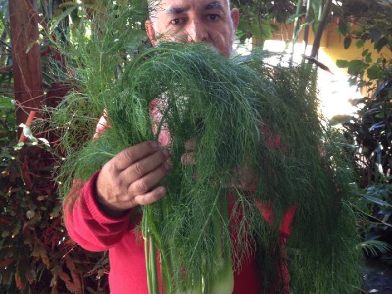 Funcho ou Funcho-de-cabeça