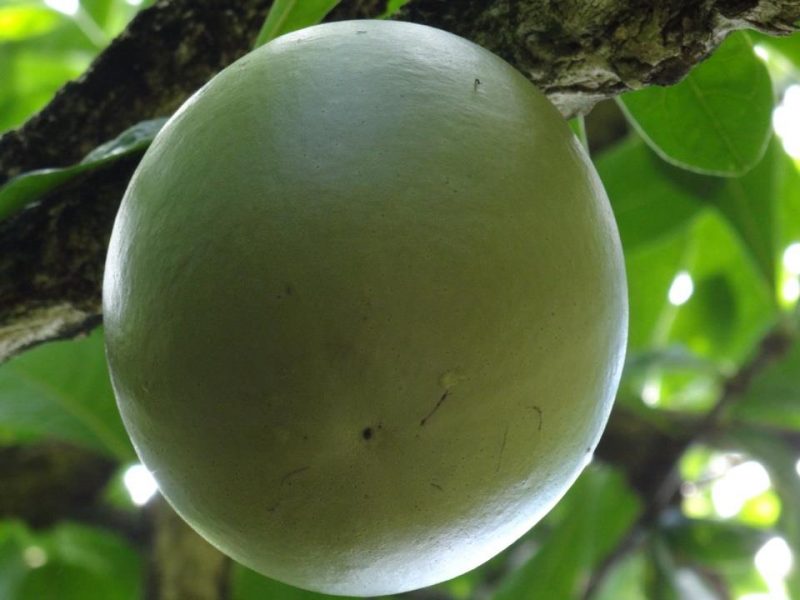 Cueira, Coité ou Catuto-de-árvore