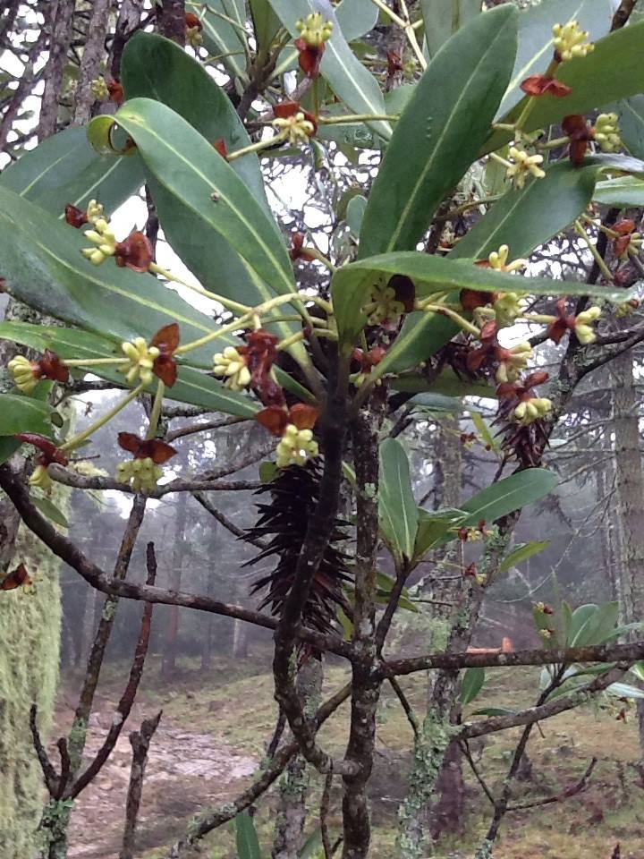 Cascadeanta, Cataia, Paupicante, Paupratudo Farmácia da Natureza