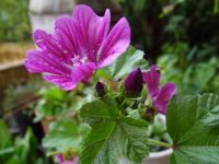 Malva, Malva-das-boticas, Malva-maior