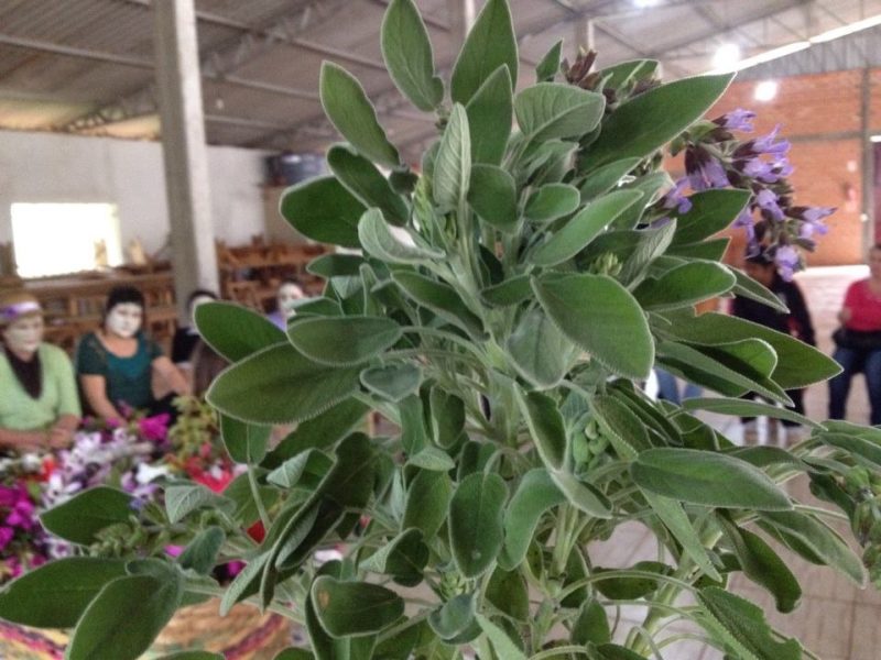 Sálvia, Sálvia-verdadeira ou Sálvia-das-boticas