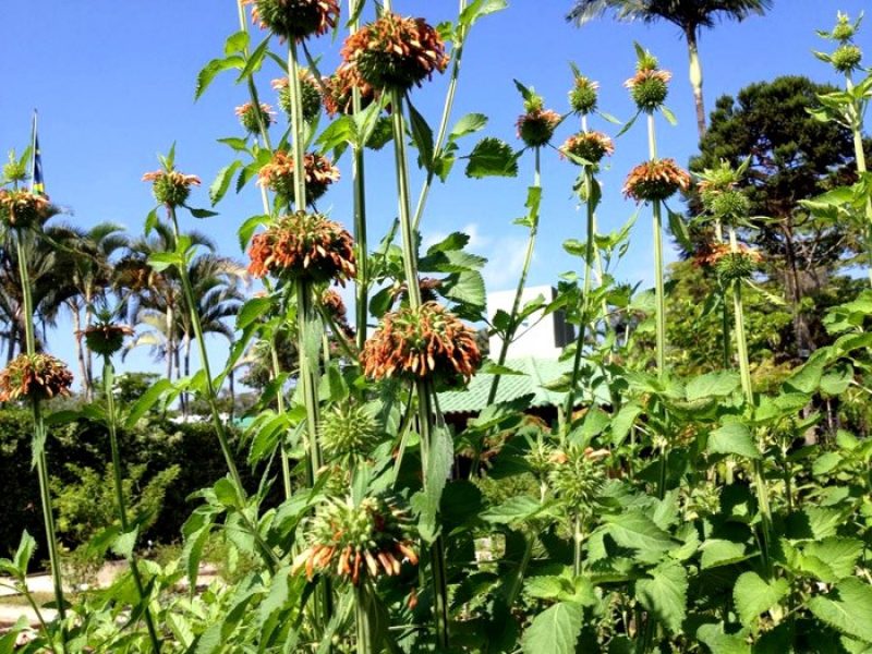 Cordão-de-frade, Cordão-de-São-Francisco ou Emenda-nervos