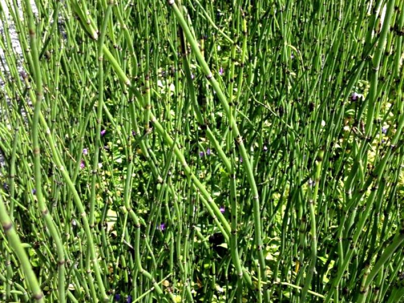 Cavalinha, Mui Zei ou Rabo-de-cavalo