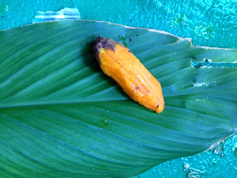 Açafrão-da-terra ou Raiz-dourada