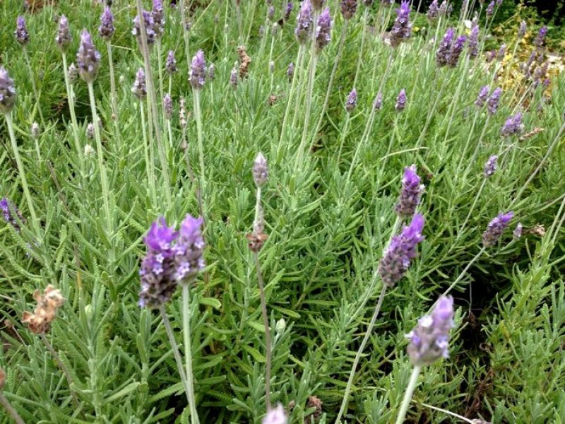 Lavanda ou Alfazema
