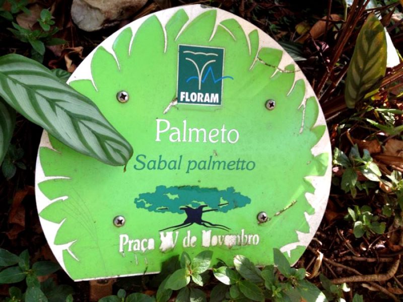 Sabal ou Palmeira-leque