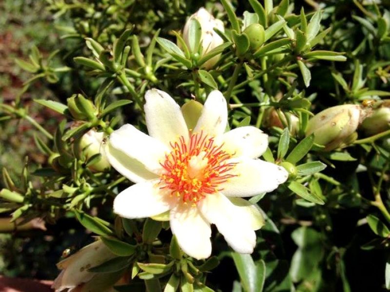 Oro-pro-nobis ou Carne-vegetal