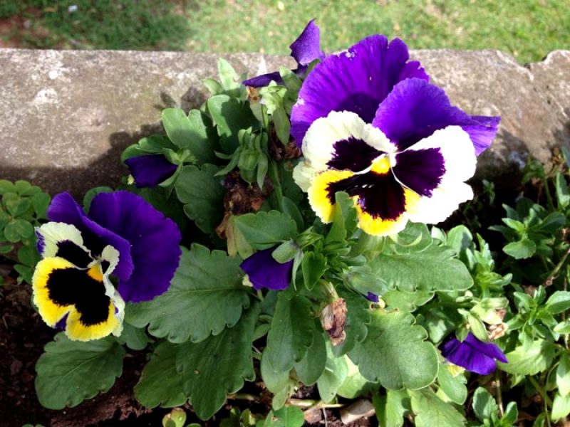 Amor-perfeito, Pensamento ou Flor-da-trindade