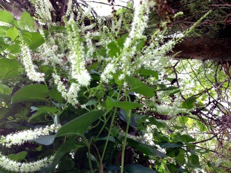 Bertalha-de-coração, Folha-de-toucinho ou Caruru-de-seda