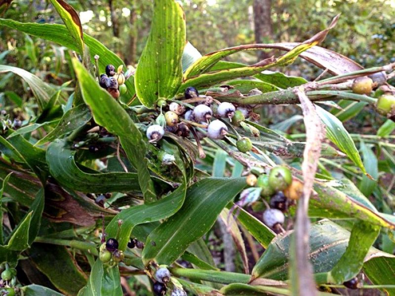 Capim-rosário, Capim-missanga, Lágrima-de-nossa-senhora