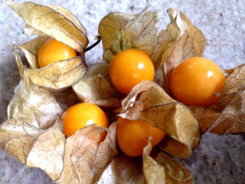Physalis ou Maçã-do-amor