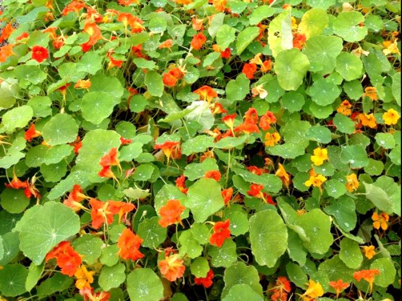 Capuchinha ou Chaga-de-cristo