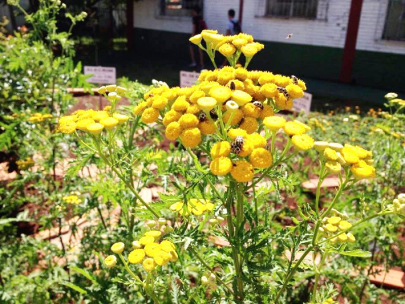 Tanaceto ou Palma-crespa