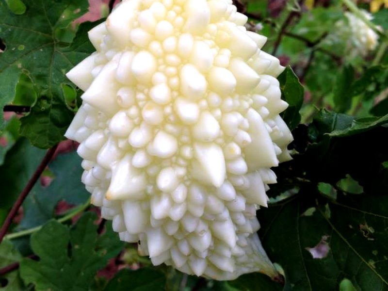 Melão-de-são-caetano ou Erva-das-lavadeiras