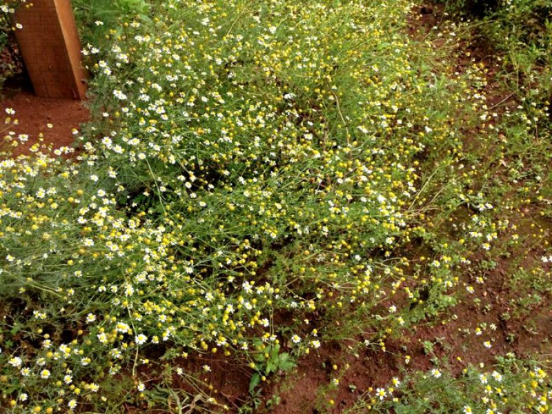 Camomila ou Maçanilha