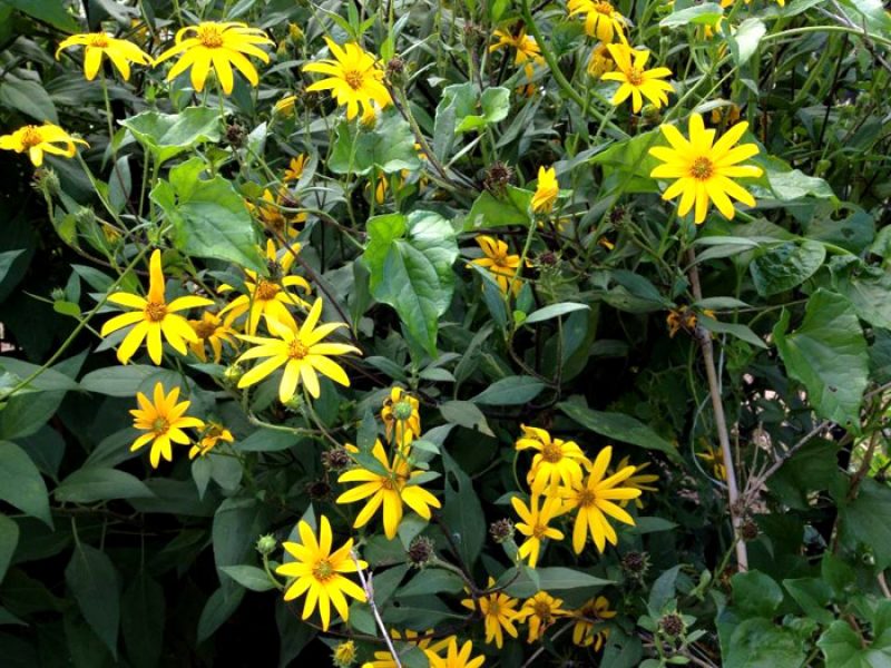 Tupinambor, Girassol-de-batata, Alcachofra-de-jerusalém