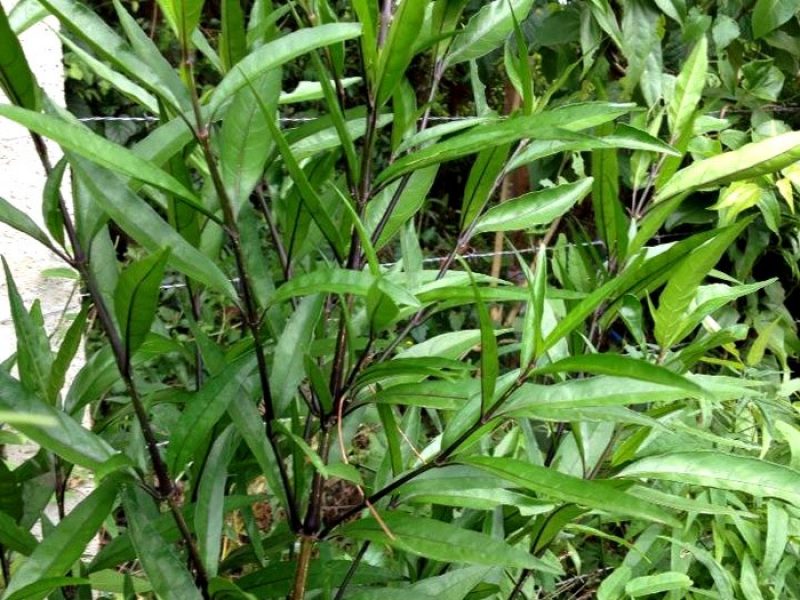 Abre-caminho ou Quebra-demanda