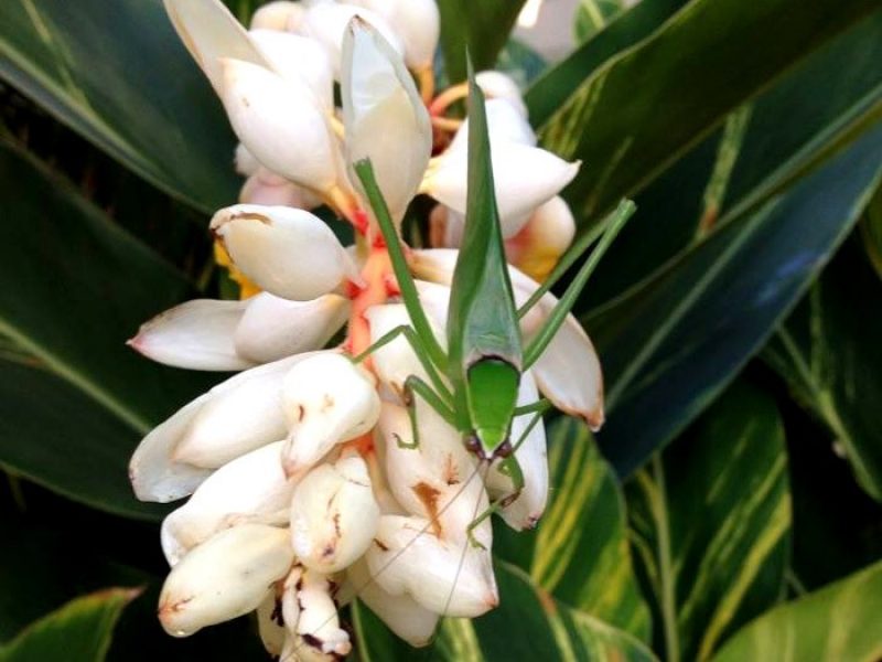 Colônia ou Falsa-noz-moscada