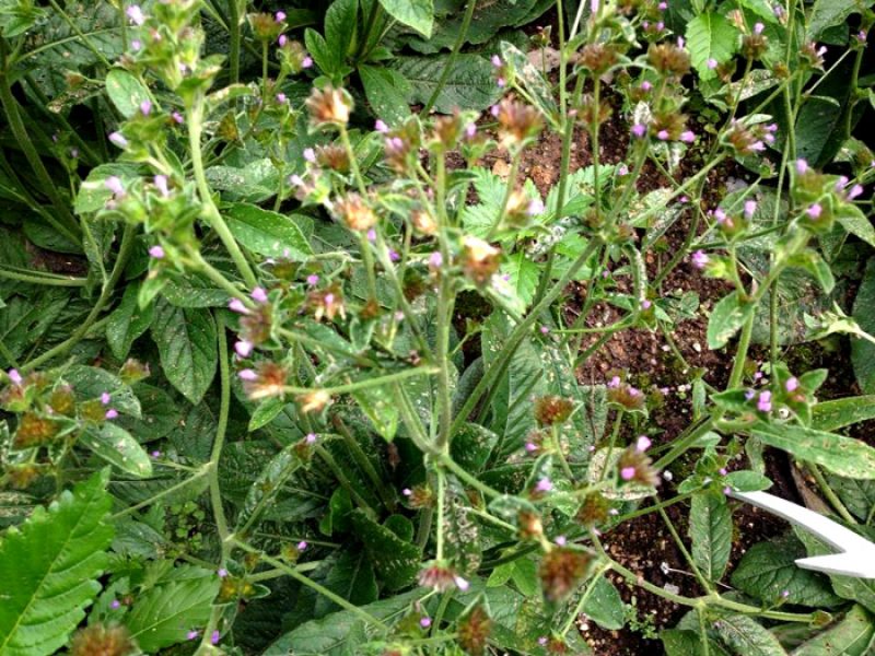 Erva-de-colégio ou Suçuaia