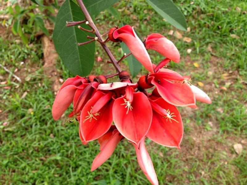 Mulungu, Corticeira, Árvore-de-coral