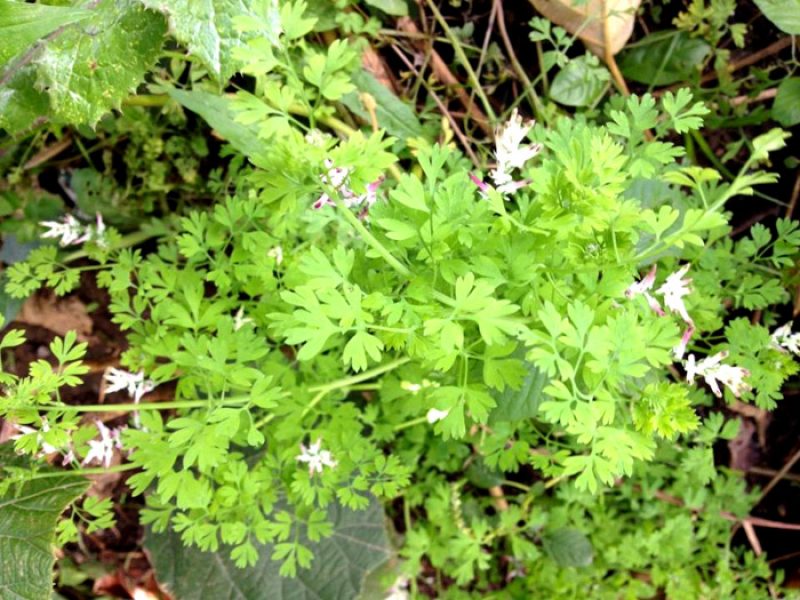 Fumaria ou Fumo da terra