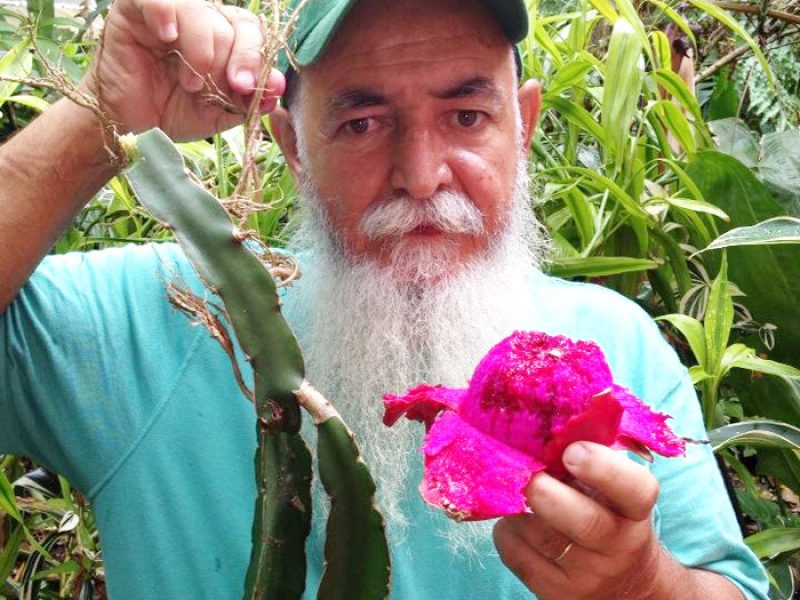 Pitaya, Dragon Fruit ou Fruta do Dragão