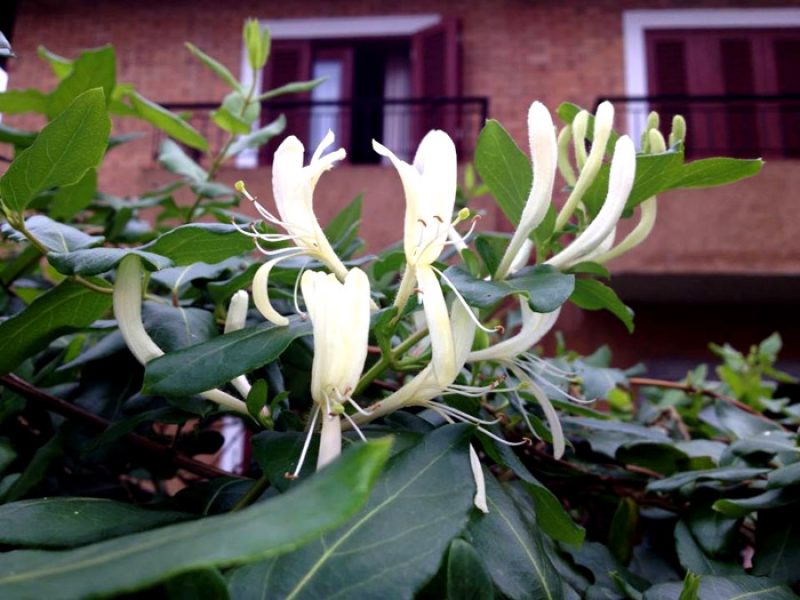 Madressilva, Madressilva-da-china ou Jin Yin Hua