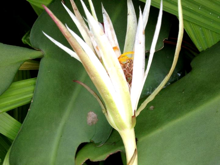 Você está visualizando atualmente Cactus ou Flor-da-noite