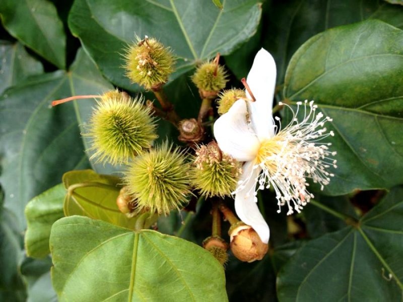 Colorau, Urucum ou Bixa