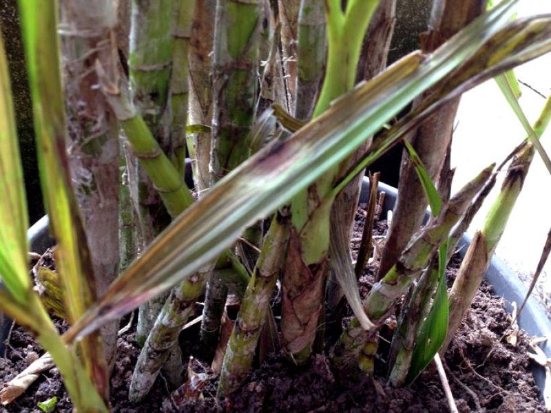 Bisturi-do-mato, Bisturi-vegetal, Cola-de-sapateiro, Lanceta-milagrosa ou Sumaré