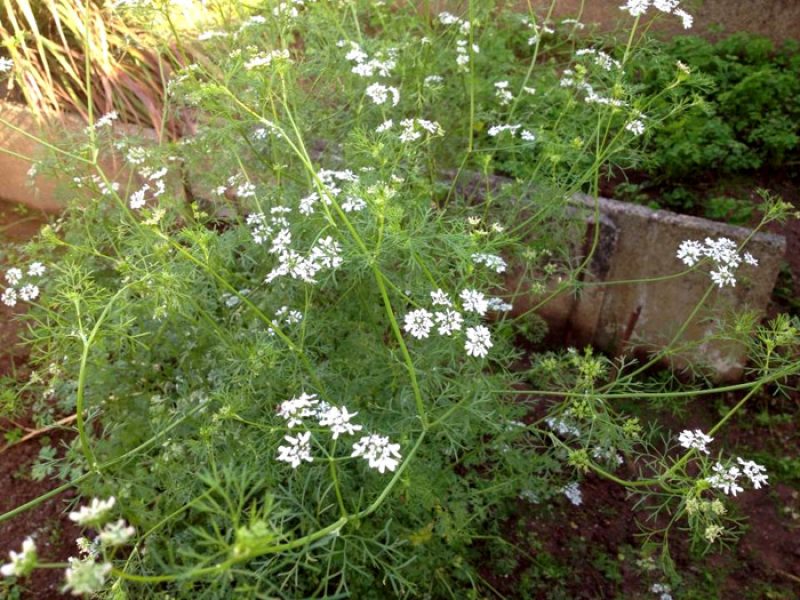 Coentro ou  Erva-percevejo