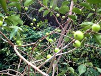 Camu-camu