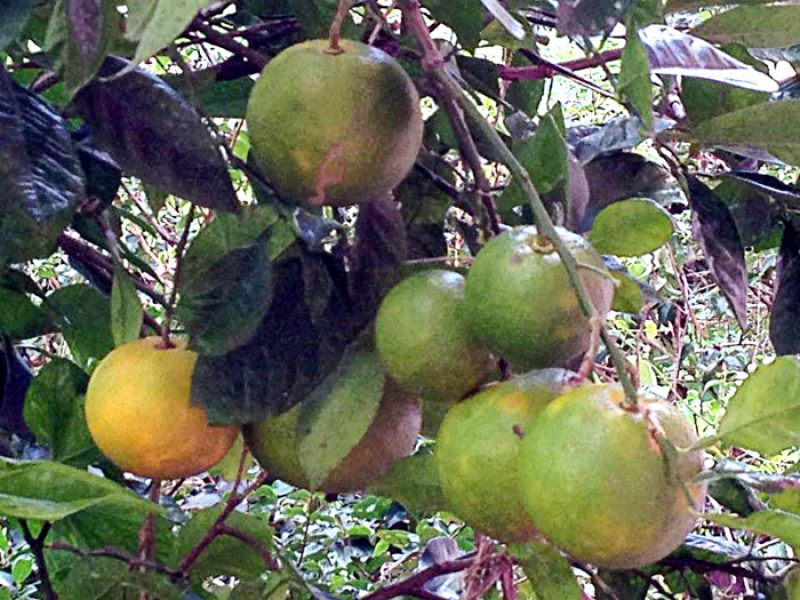 Laranja-azeda ou Laranja-da-terra