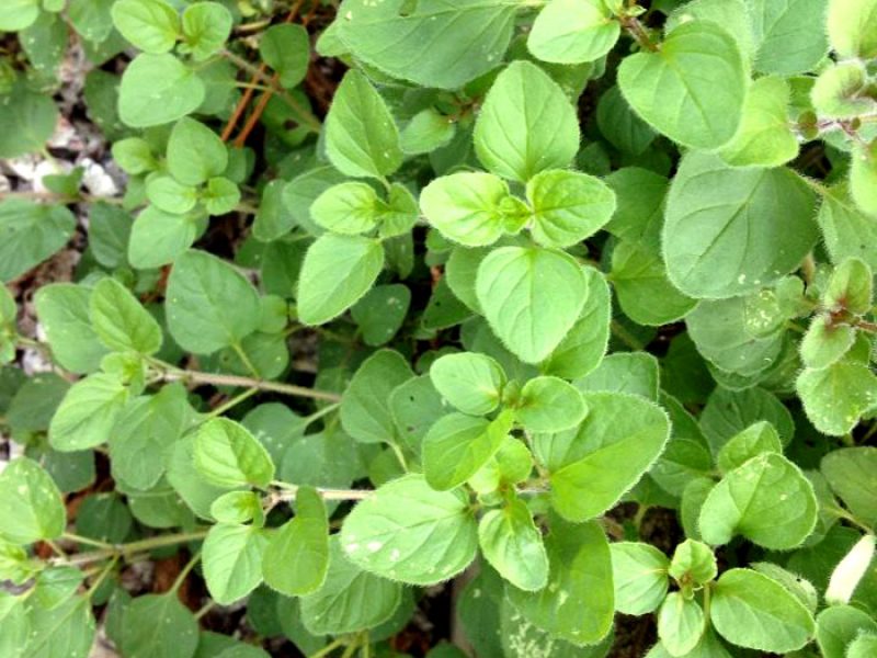 Manjerona, Maggiorana, Majoram ou Mejerina Dulce