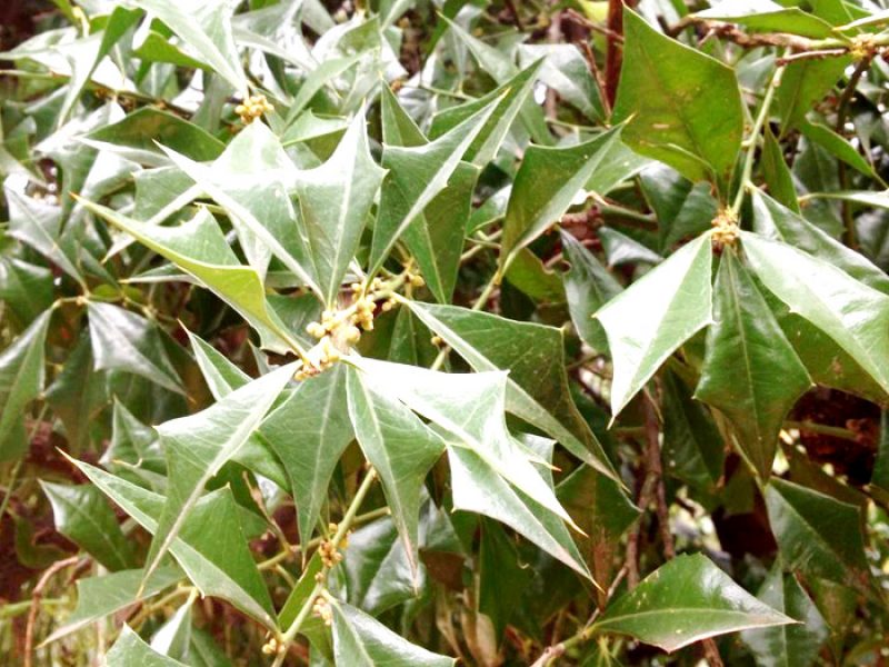 Cancorosa-de-três-pontas ou Sombra-de-touro