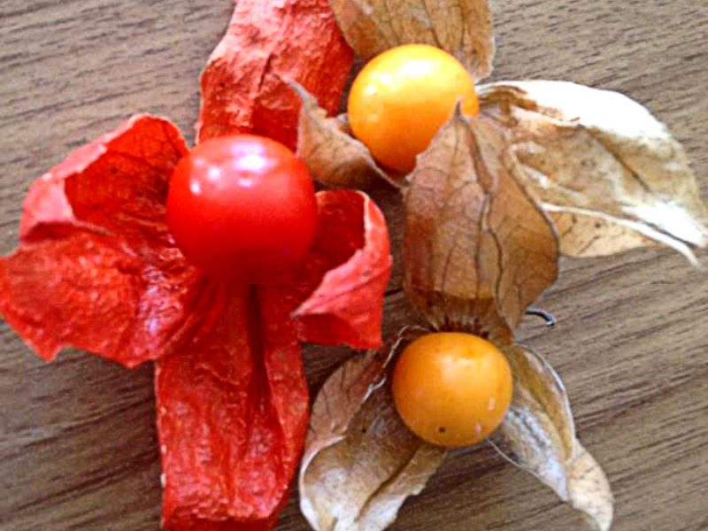 Maçã-do-amor, Fisalis ou Lanterninha-chinesa