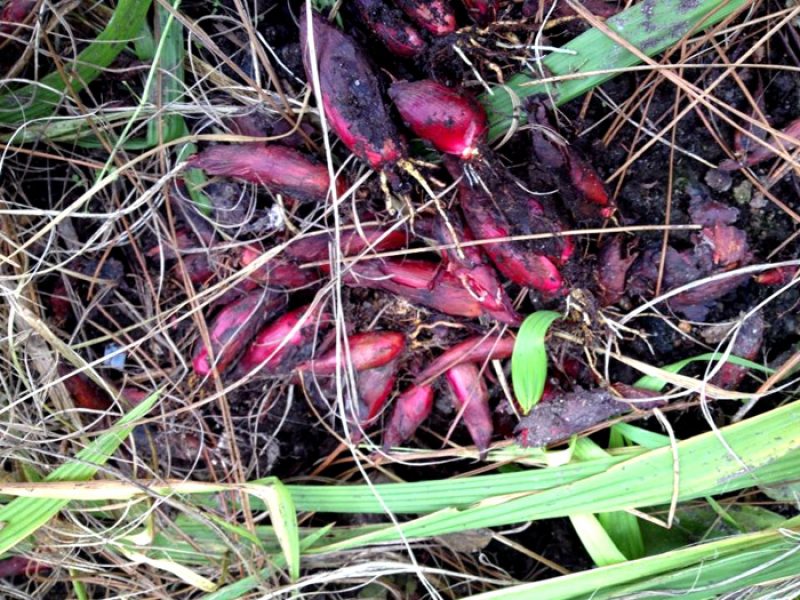 Palmeirinha ou Tinge-ovo