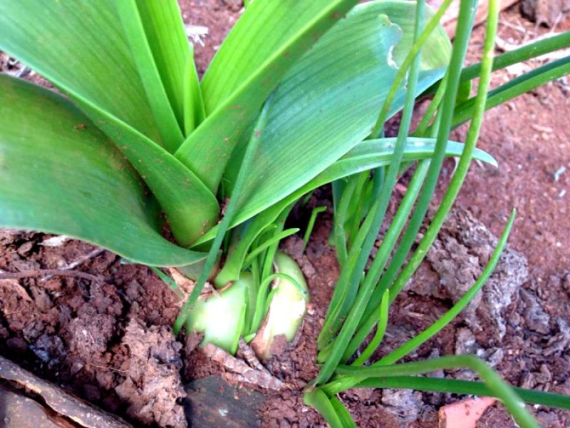 Cebola-do-mar ou Cila