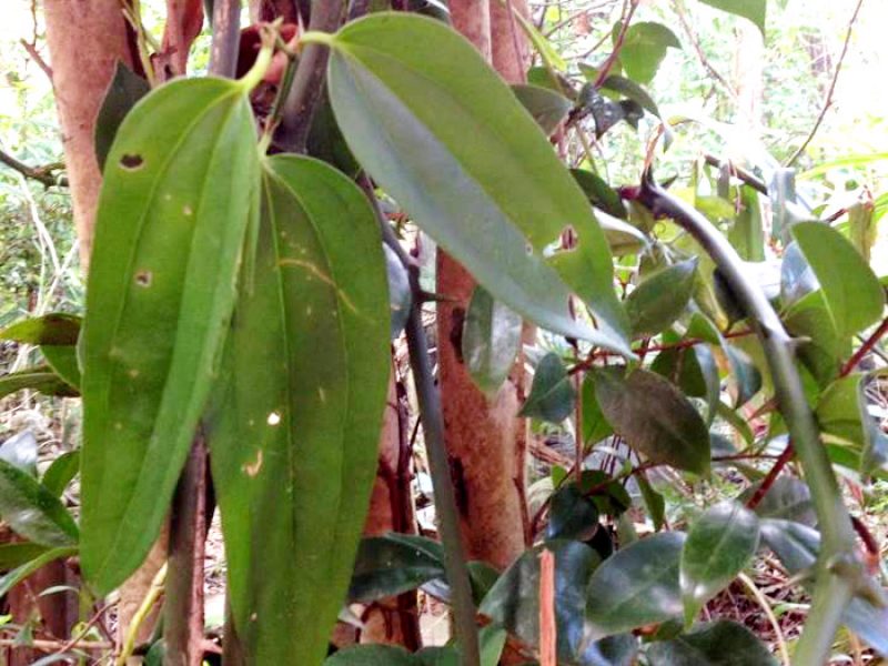 Salsa-parrilha ou Japecanga